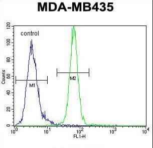 AKT1 Antibody (aa438-468)