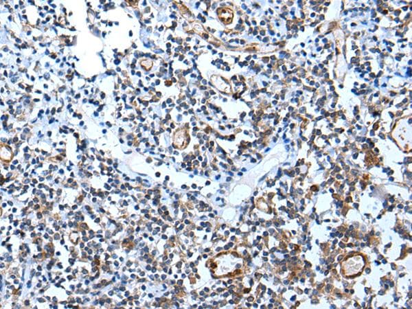 USP37 Antibody