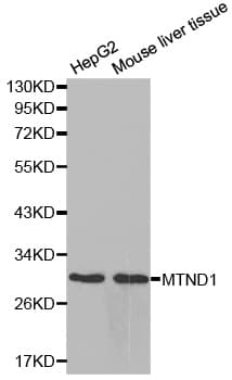 MT-ND1 Antibody