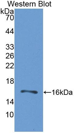 GRPR Antibody (aa1-114, APC, Cy7)