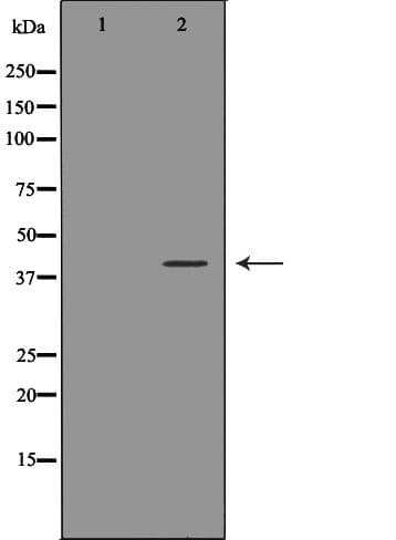 Polyclonal Rabbit anti-Human ATF4 Antibody (IHC, IF, WB)