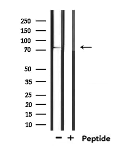 SV2C Antibody