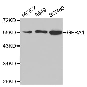 Polyclonal Rabbit anti-Human GFRA1 / GFR Alpha Antibody (IHC, IF, WB)