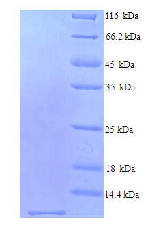 Mouse SCRG1 Protein (Recombinant His)