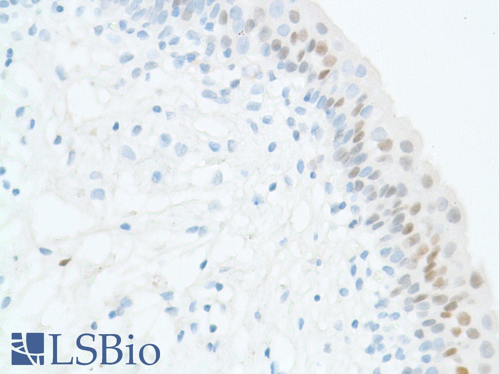 SOX2 Antibody (N-Terminus, clone SP76)