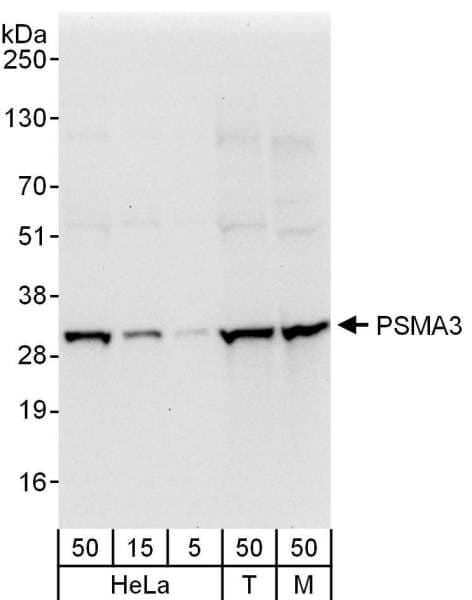 IHC-plus™ PSMA3 Antibody (aa205-255)