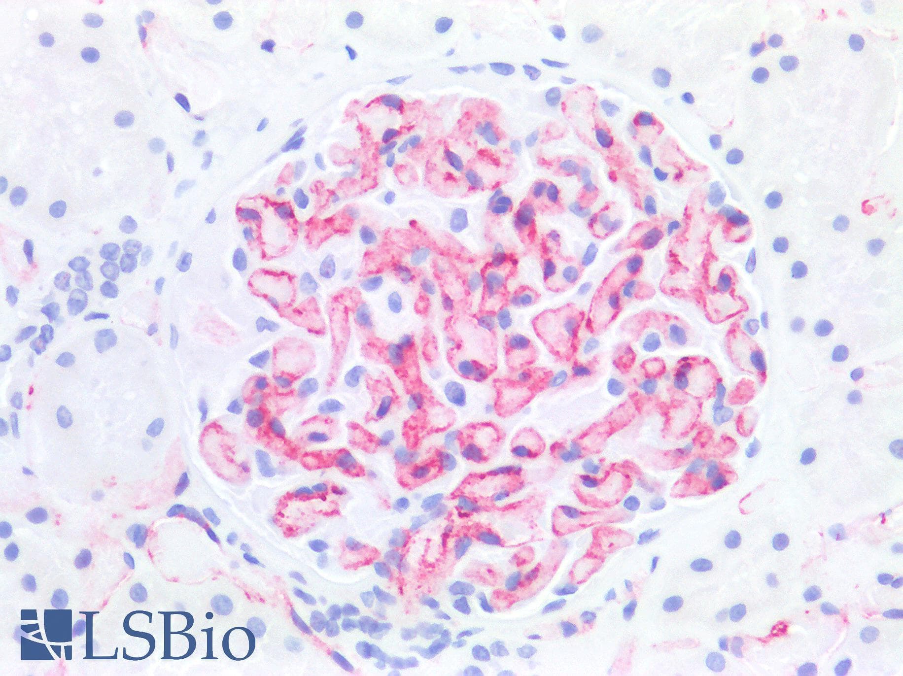 IHC-plus™ PECAM-1 / CD31 Antibody (clone OTI2C6)