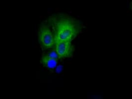 Monoclonal Mouse anti-Human PAS Kinase / PASK Antibody (clone OTI11G9, IF, WB)