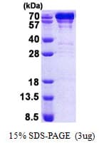 Human HSPA5 / GRP78 / BiP Protein (Recombinant His)