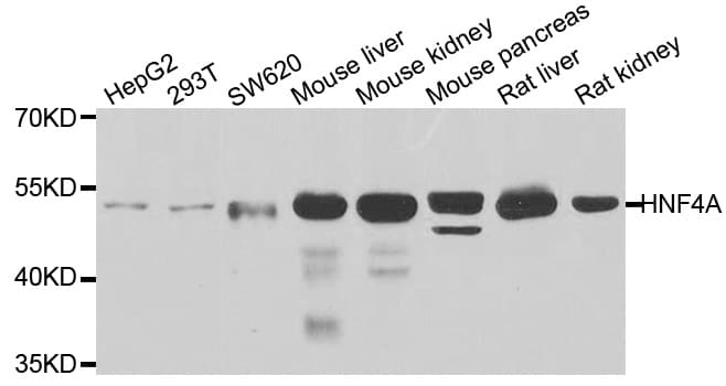 HNF4A / HNF4 Antibody