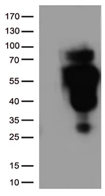 CD2 Antibody (clone UMAB6)
