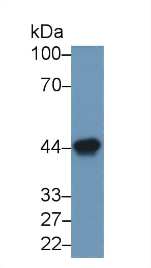 Ovalbumin Antibody