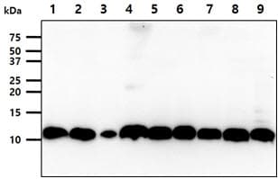Monoclonal Mouse anti-Human Calgizzarin / S100A11 Antibody (clone AT20D11, WB)