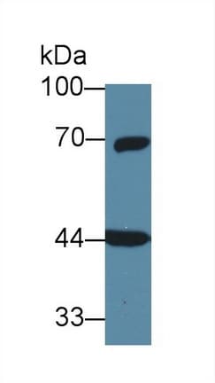 GNA11 Antibody (aa1-359, PE)