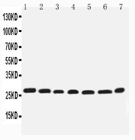 EIF6 Antibody (aa82-96)