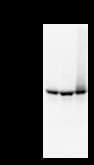 STAT3 Antibody (clone STAAD22A)