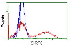 SIRT5 / Sirtuin 5 Antibody (clone OTI2A11)