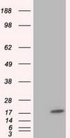 TTC32 Antibody (clone OTI4B5)