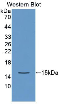 OTOR / Otoraplin Antibody (PE)