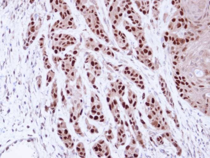 MCM7 Antibody (aa190-481)