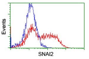 SNAI2 / SLUG Antibody (clone OTI2C3)
