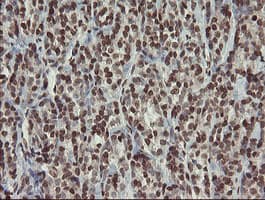 CHN1 Antibody (clone OTI2G6)