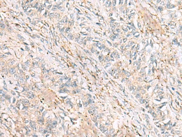 HBZ Antibody