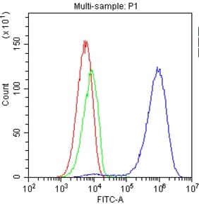 CD81 Antibody