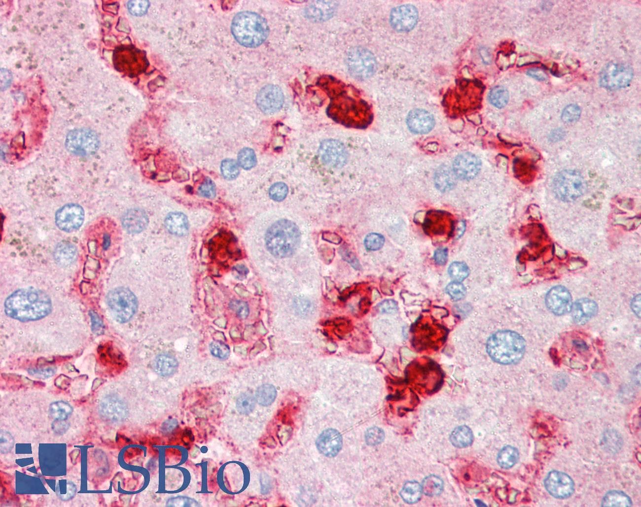IHC-plus™ TNFSF13 / APRIL Antibody