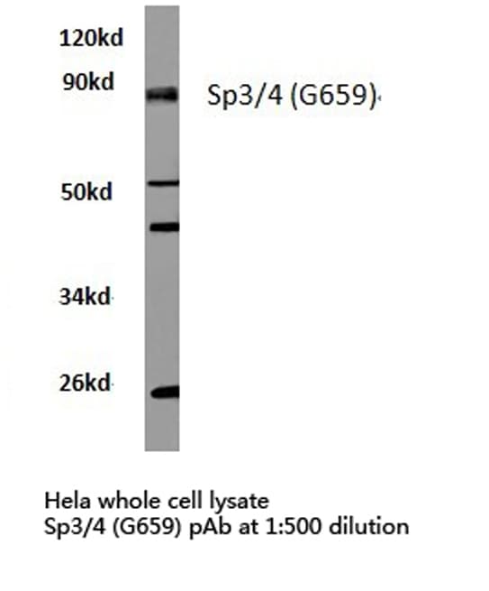 SP3+4 Antibody (Gly659)