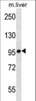 CHUK / IKKA / IKK Alpha Antibody (aa551-578)