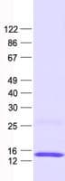Human MAP1LC3B / LC3B Protein (Recombinant His, N-Terminal)