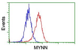 MYNN Antibody (clone OTI1F10)