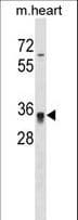 HOXC8 Antibody (aa1-30)