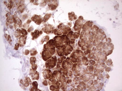 WIBG Antibody (clone OTI5E2, Carrier-free)