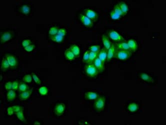 Polyclonal Rabbit anti-Human APOBEC3F / ARP8 Antibody (IF, WB)