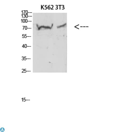 CD105 Antibody