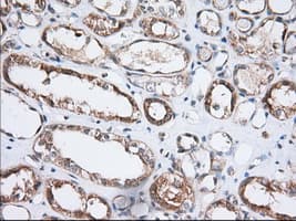 GORASP1 / GRASP65 Antibody (clone OTI5G8)