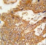 FBXO34 Antibody (aa600-629)