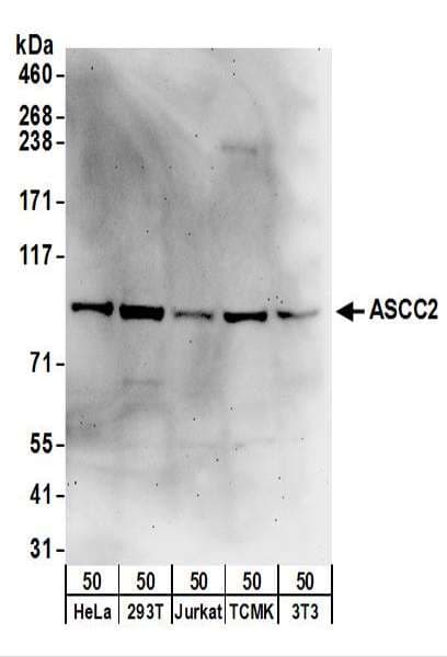 ASCC2 Antibody (aa707-757)