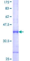 Human PDE7A Protein (Recombinant GST, N-terminus)