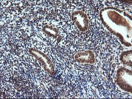 FATE1 Antibody (clone OTI1A1)