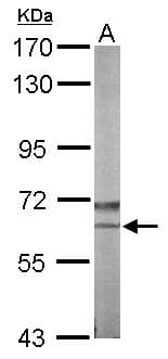 NLK Antibody (aa234-527)