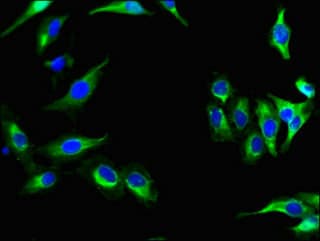 Polyclonal Rabbit anti-Human NRG4 Antibody