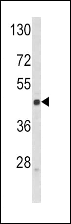 IHC-plus™ SELL / L-Selectin / CD62L Antibody (aa346-372)
