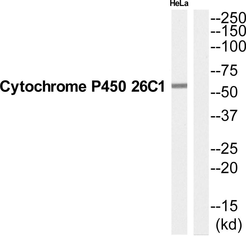 CYP26C1 Antibody