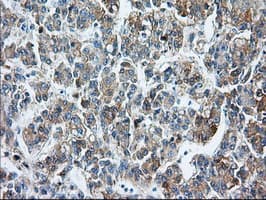 Monoclonal Mouse anti-Human Basigin / Emmprin / CD147 Antibody (clone OTI7A7, IHC, IF, WB)