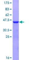 Human PPP1R1C Protein (Recombinant GST)