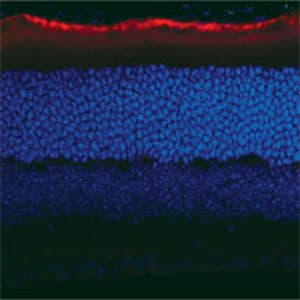 RPE65 Antibody (clone 401.8B11.3D9, Biotin)