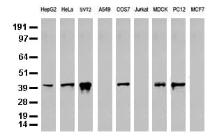 JUN / c-Jun Antibody (clone UMAB67)